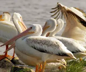 Nature Watching & Birding