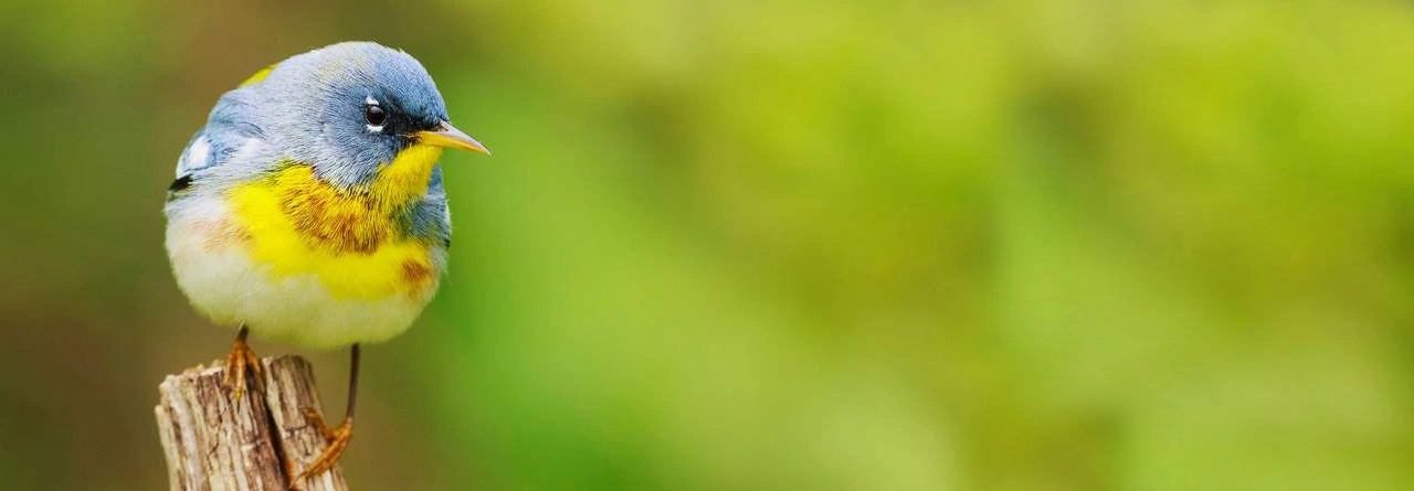 stp_birdingbattlefield_header