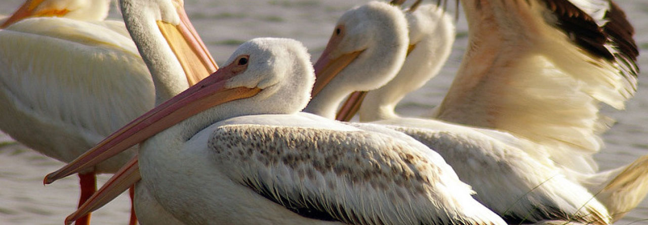 Nature Watching & Birding