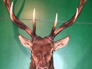 Pirogue’s Whiskey Bayou