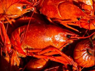 Our Lady of Lourdes Crawfish Cook-Off